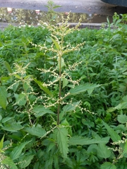 Urtica dioica