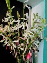 Polianthes sessiliflora