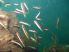 Trachinops taeniatus