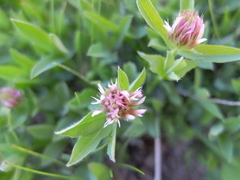Trifolium longipes
