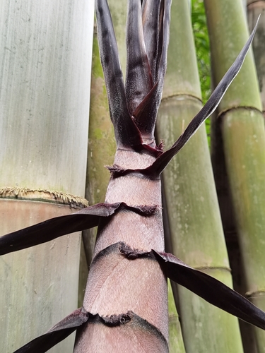 Dendrocalamus asper, photograph 5