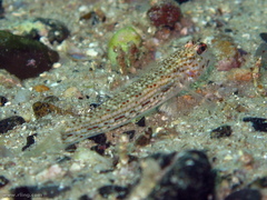 Istigobius hoesei