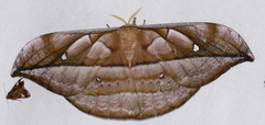 Copaxa decrescens