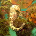 Observation photo