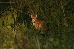 Prionailurus javanensis sumatranus