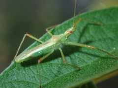 Atopozelus