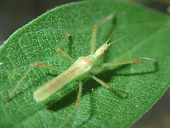 Atopozelus