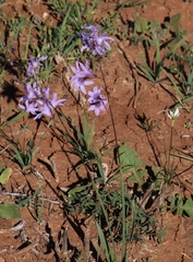 Ixia rapunculoides