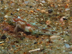 Nesogobius