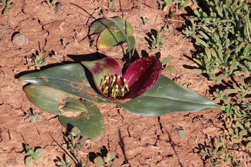 Colchicum burchellii