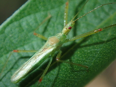 Atopozelus