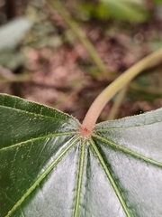 Aleurites moluccanus