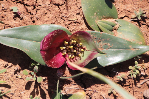 Colchicum burchellii