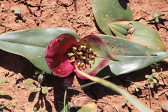 Colchicum coloratum pulchrum