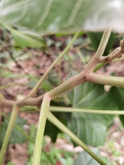 Aleurites moluccanus