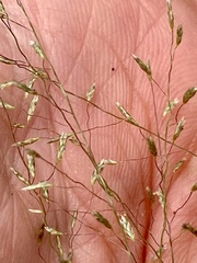 Eragrostis intermedia