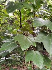 Aleurites moluccanus