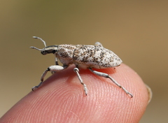 Cyphocleonus cenchrus