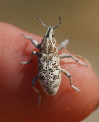 Cyphocleonus cenchrus
