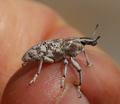 Cyphocleonus cenchrus