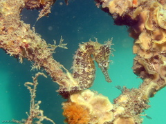Hippocampus whitei