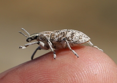 Cyphocleonus cenchrus