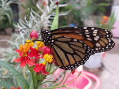 Danaus plexippus plexippus