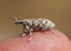 Cyphocleonus cenchrus