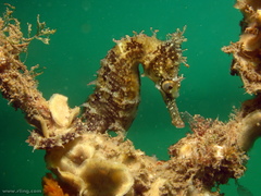 Hippocampus whitei