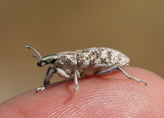 Cyphocleonus cenchrus