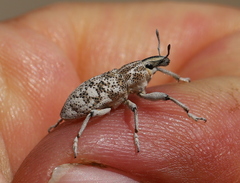 Cyphocleonus cenchrus