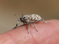 Cyphocleonus cenchrus