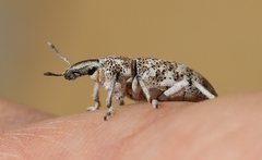 Cyphocleonus cenchrus