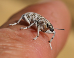 Cyphocleonus cenchrus