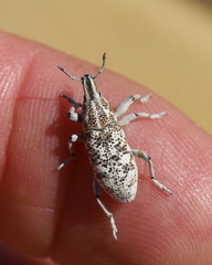 Cyphocleonus cenchrus