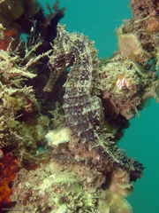 Hippocampus whitei