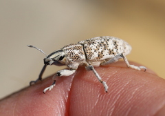 Cyphocleonus cenchrus