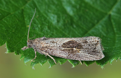 Endothenia quadrimaculana
