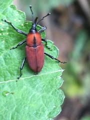 Rhodobaenus sanguineus