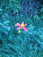 Dahlia coccinea