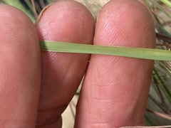 Eragrostis intermedia