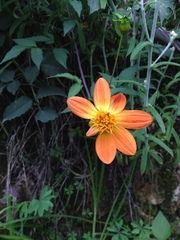 Dahlia coccinea