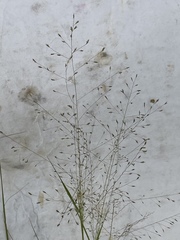 Eragrostis intermedia