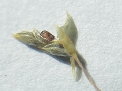 Eragrostis intermedia