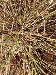 Eragrostis intermedia