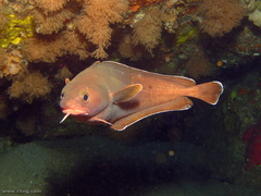 Lotella rhacina