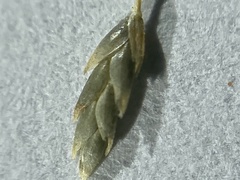 Eragrostis intermedia