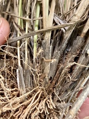 Eragrostis intermedia