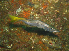 Dinolestes lewini