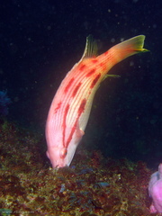 Bodianus unimaculatus